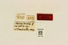 Messiasia lanei by the Smithsonian. Used under a CC0 license.