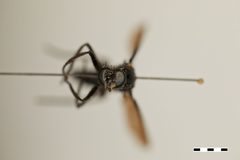 Messiasia perpolita by the Smithsonian. Used under a CC0 license.
