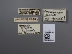 Messiasia perpolita by the Smithsonian. Used under a CC0 license.