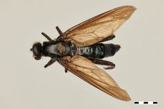 Messiasia perpolita by the Smithsonian. Used under a CC0 license.