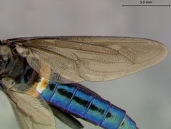 Messiasia zikani by the Smithsonian. Used under a CC0 license.