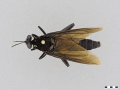 Mydas clavatus by the Smithsonian. Used under a CC0 license.