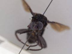 Mydas clavatus by the Smithsonian. Used under a CC0 license.