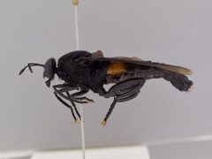 Mydas clavatus by the Smithsonian. Used under a CC0 license.