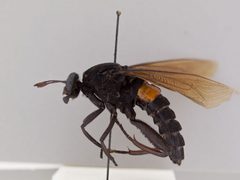 Mydas clavatus by the Smithsonian. Used under a CC0 license.