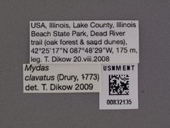 Mydas clavatus by the Smithsonian. Used under a CC0 license.
