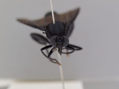 Mydas clavatus by the Smithsonian. Used under a CC0 license.