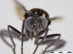Mydas clavatus by the Smithsonian. Used under a CC0 license.