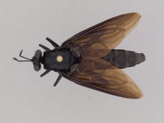 Mydas clavatus by the Smithsonian. Used under a CC0 license.