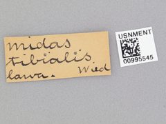 Mydas tibialis by the Smithsonian. Used under a CC0 license.