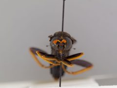Mydas tibialis by the Smithsonian. Used under a CC0 license.