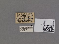 Mydas tibialis by the Smithsonian. Used under a CC0 license.