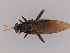 Mydas tibialis by the Smithsonian. Used under a CC0 license.