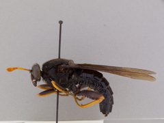 Mydas tibialis by the Smithsonian. Used under a CC0 license.