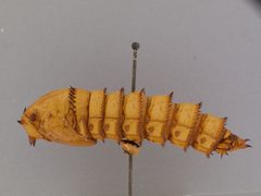 Mydas tibialis by the Smithsonian. Used under a CC0 license.