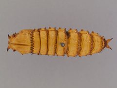 Mydas tibialis by the Smithsonian. Used under a CC0 license.