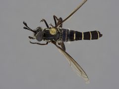 Nemomydas dominicanus by the Smithsonian. Used under a CC0 license.