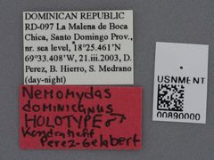 Nemomydas dominicanus by the Smithsonian. Used under a CC0 license.