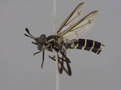 Nemomydas dominicanus by the Smithsonian. Used under a CC0 license.