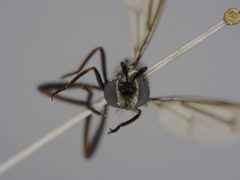 Nemomydas dominicanus by the Smithsonian. Used under a CC0 license.