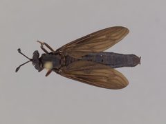 Phyllomydas quercus by the Smithsonian. Used under a CC0 license.