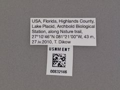 Phyllomydas quercus by the Smithsonian. Used under a CC0 license.