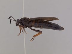 Phyllomydas quercus by the Smithsonian. Used under a CC0 license.