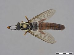 Pseudonomoneura micheneri by the Smithsonian. Used under a CC0 license.