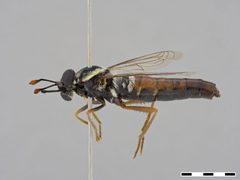 Pseudonomoneura micheneri by the Smithsonian. Used under a CC0 license.