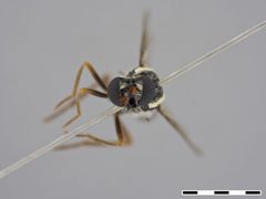 Pseudonomoneura micheneri by the Smithsonian. Used under a CC0 license.