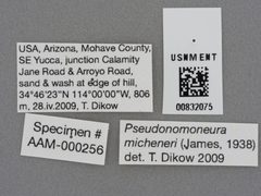 Pseudonomoneura micheneri by the Smithsonian. Used under a CC0 license.