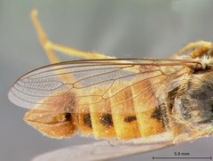 Rhaphiomidas acton by the Smithsonian. Used under a CC0 license.