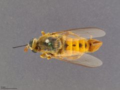 Rhaphiomidas acton by the Smithsonian. Used under a CC0 license.