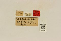 Rhaphiomidas acton by the Smithsonian. Used under a CC0 license.