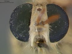 Rhaphiomidas acton by the Smithsonian. Used under a CC0 license.