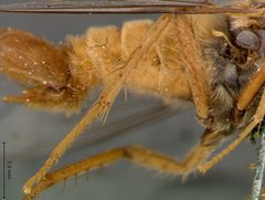 Rhaphiomidas acton by the Smithsonian. Used under a CC0 license.