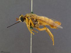 Rhaphiomidas acton by the Smithsonian. Used under a CC0 license.