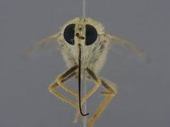 Rhaphiomidas hasbroucki by the Smithsonian. Used under a CC0 license.