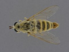 Rhaphiomidas hasbroucki by the Smithsonian. Used under a CC0 license.
