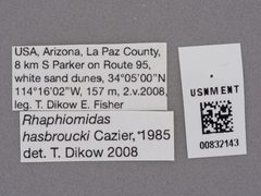 Rhaphiomidas hasbroucki by the Smithsonian. Used under a CC0 license.