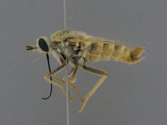 Rhaphiomidas hasbroucki by the Smithsonian. Used under a CC0 license.