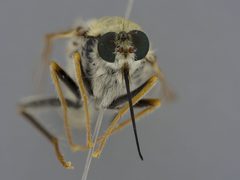 Rhaphiomidas parkeri by the Smithsonian. Used under a CC0 license.