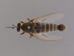 Rhaphiomidas parkeri by the Smithsonian. Used under a CC0 license.