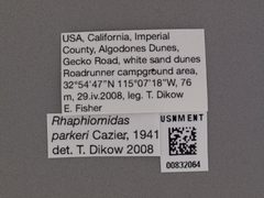 Rhaphiomidas parkeri by the Smithsonian. Used under a CC0 license.