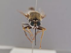 Rhaphiomidas parkeri by the Smithsonian. Used under a CC0 license.
