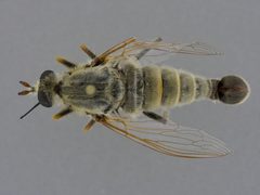 Rhaphiomidas parkeri by the Smithsonian. Used under a CC0 license.
