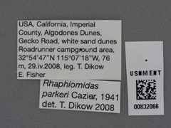 Rhaphiomidas parkeri by the Smithsonian. Used under a CC0 license.