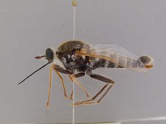Rhaphiomidas parkeri by the Smithsonian. Used under a CC0 license.