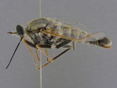 Rhaphiomidas parkeri by the Smithsonian. Used under a CC0 license.