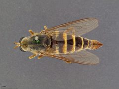 Rhaphiomidas terminatus by the Smithsonian. Used under a CC0 license.